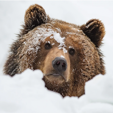 urso_inverno